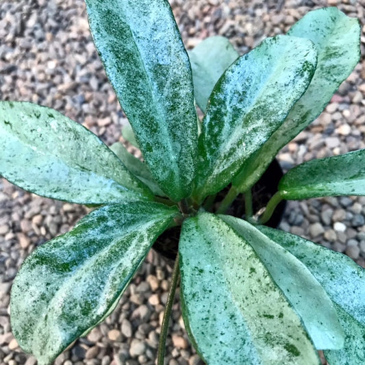 Hoya carnosa 'Grey Ghost' H369