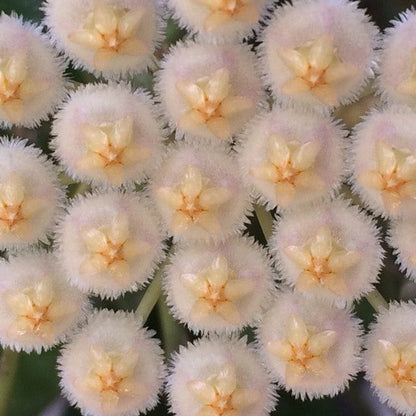 Hoya krohniana 'Eskimo' H370