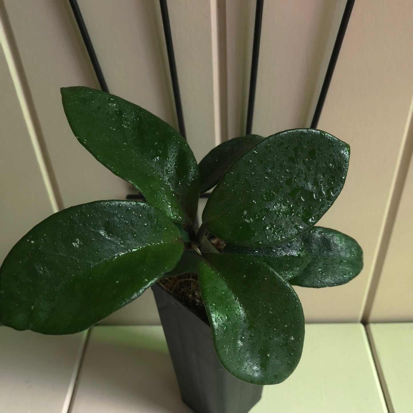 Hoya carnosa 'Krinkle Rubra' H374