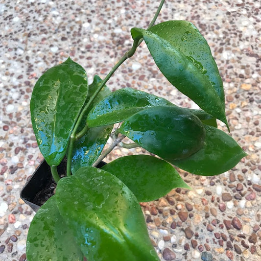 Hoya bicolor Philippines IML 1886 H376