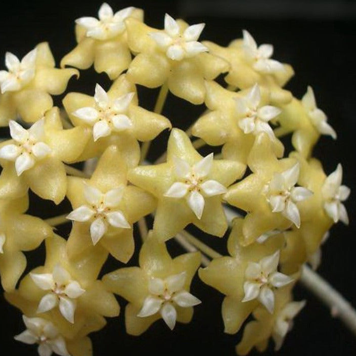 Hoya nicholsoniae 'New Guinea Ghost' H382