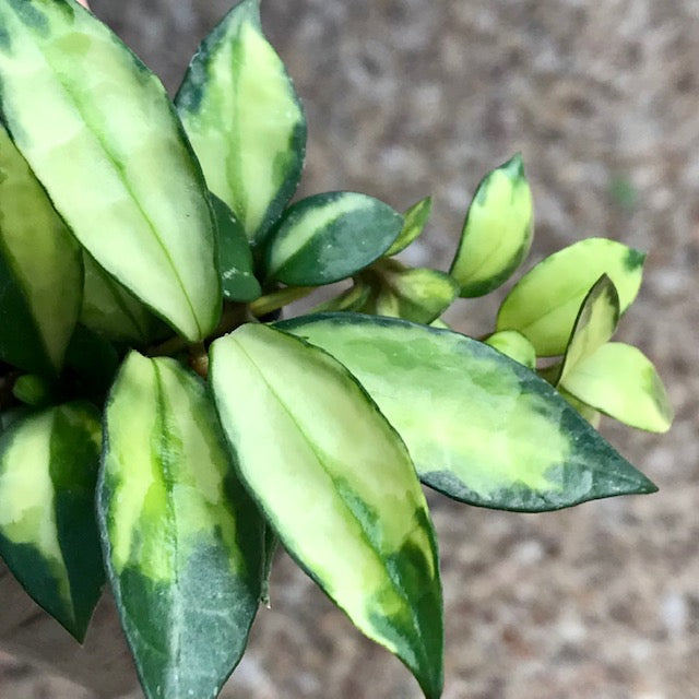 Hoya lacunosa (variegata) H386