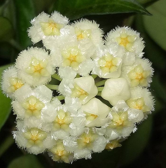 Hoya lacunosa (variegata) H386