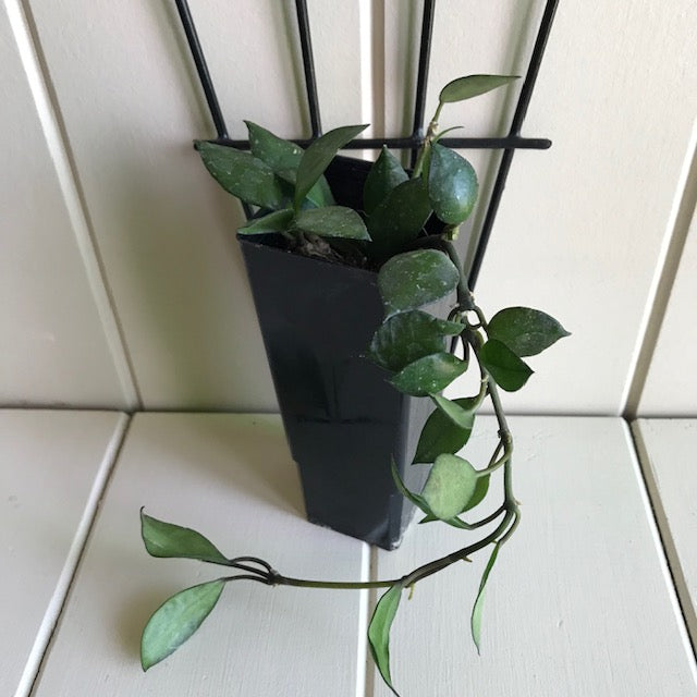 Hoya krohniana 'black' H390