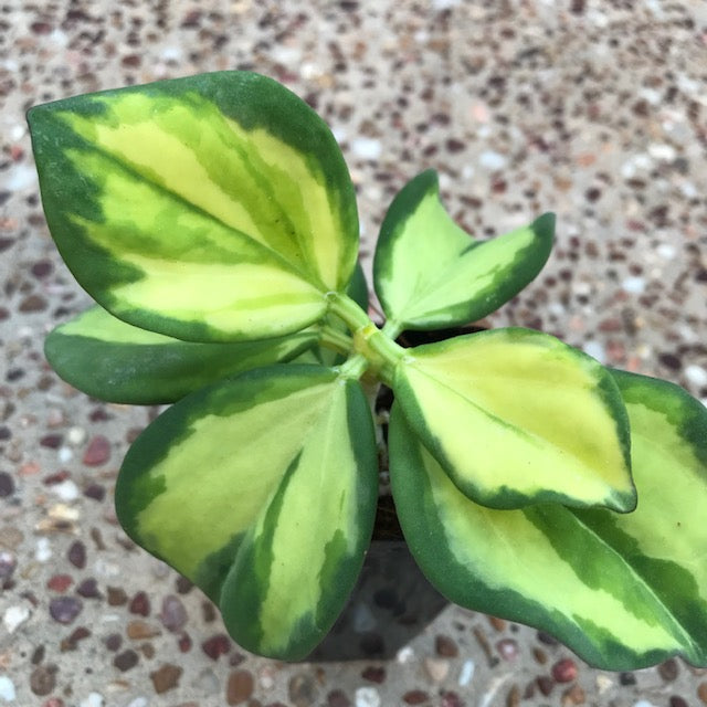 Hoya subquintuplinervis (variegata) H392