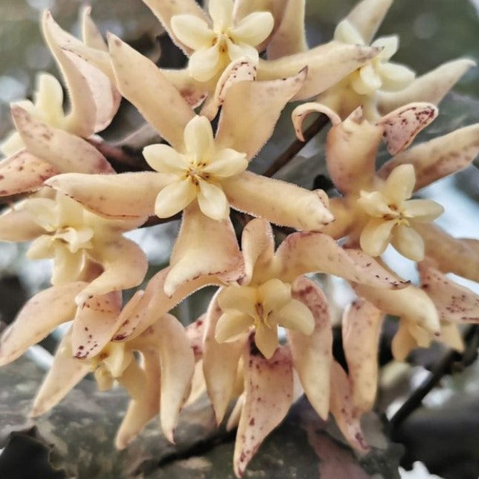 Hoya undulata H393