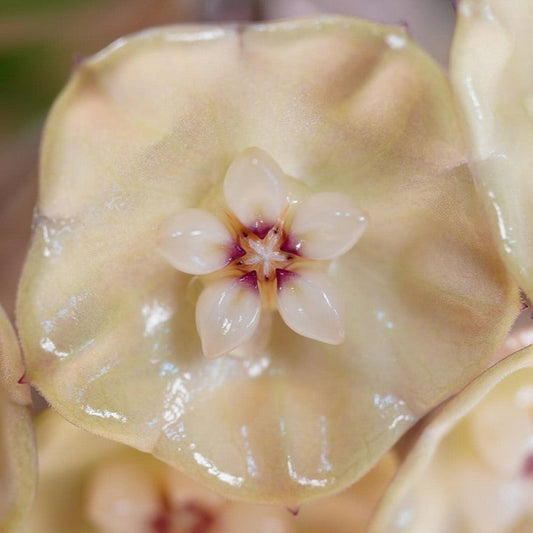 Hoya danumensis ssp. amarii H395
