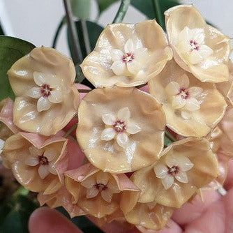 Hoya danumensis ssp. amarii H395