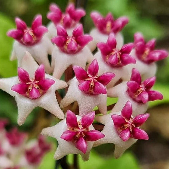 Hoya 'Patricia' H396