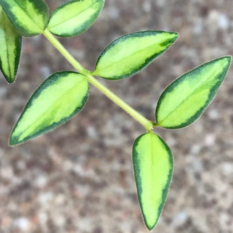 Hoya bella (variegata) H397