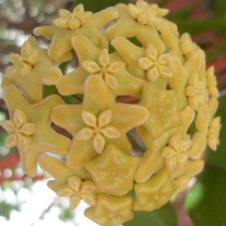Hoya kenejiana variegata 'Nugget' H402