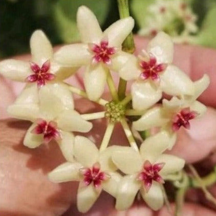 Hoya kastbergii H404