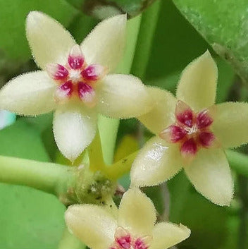 Hoya kastbergii H404