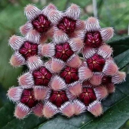 Hoya sulawesiana H427