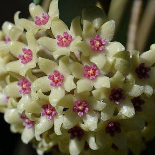 Hoya hanhiae (yellow) H436
