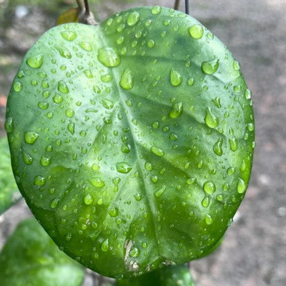 Hoya 'Ricardo' H443