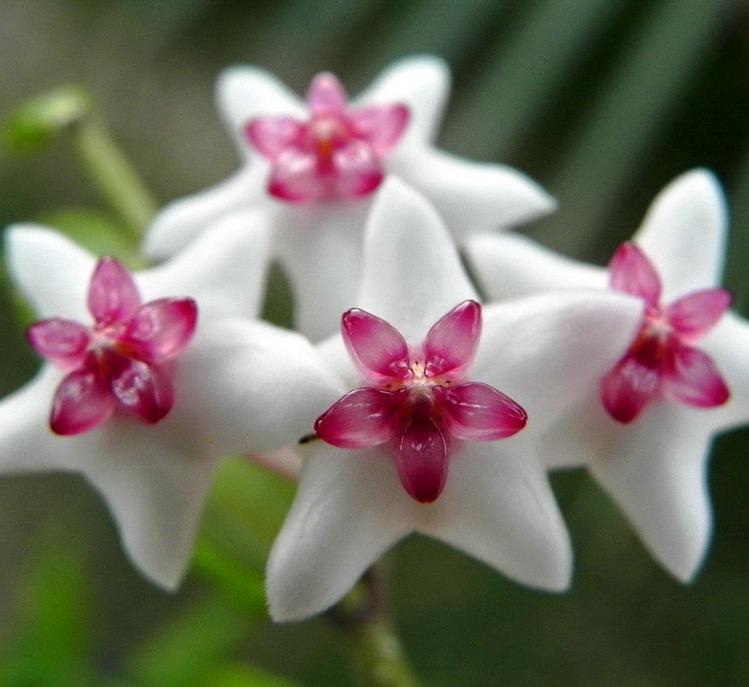 Hoya engleriana Vietnam H446