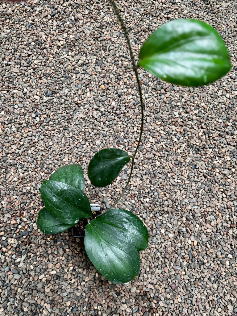 Hoya erythrina (purple) H468