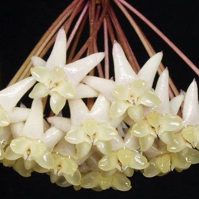 Hoya thuathienhuensis H480