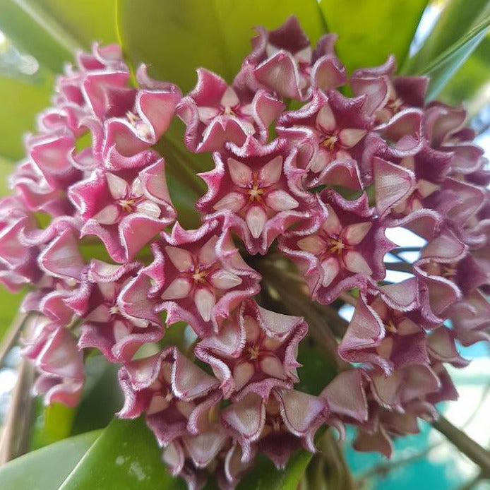 Hoya pubicalyx 'Pink-Silver' IML 0183 H76