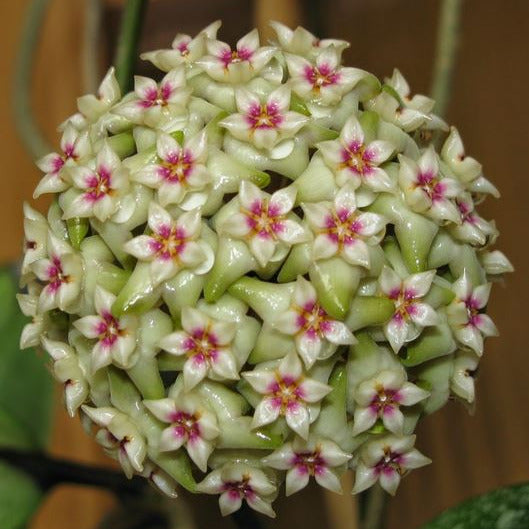 Beginner's Hoya Pack #1 (updated Jan '26)