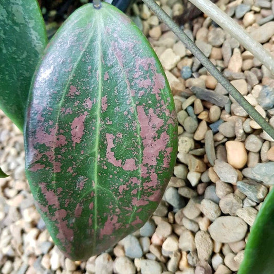 Beginner's Hoya Pack #1 (updated Jan '26)