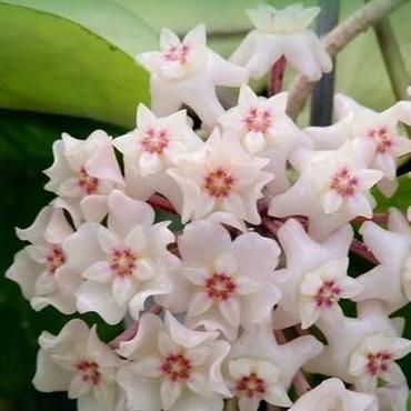 Hoya nervosa H379