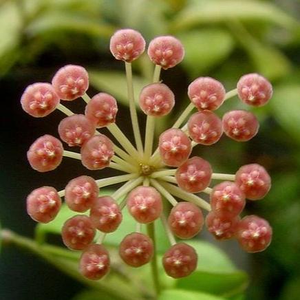 Beginner's Hoya Pack #4 (updated Jan '26)