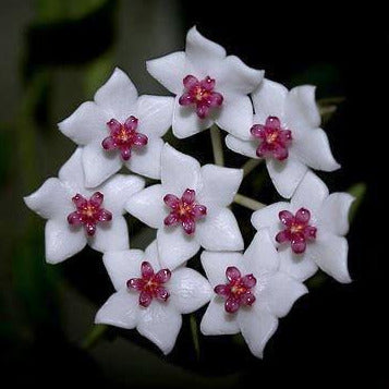 Hoya bella (variegata) H397