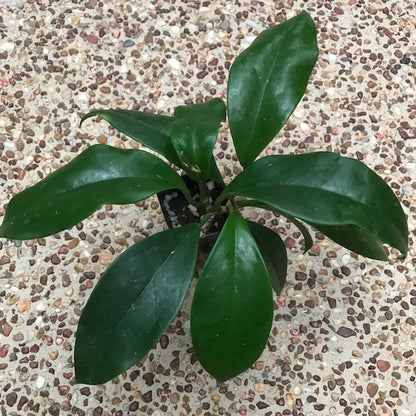 Hoya monetteae Sabah IML 1774 H362