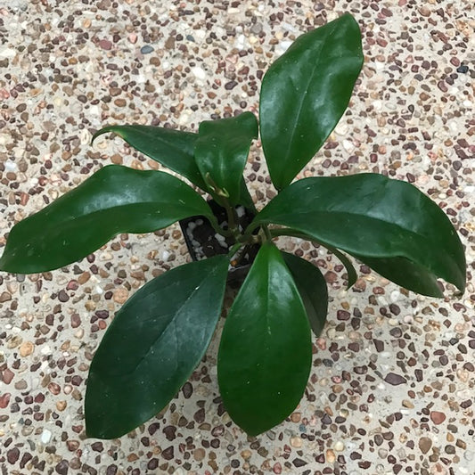 Hoya monetteae Sabah IML 1774 H362