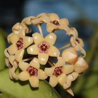 Hoya cutis-porcelana H389