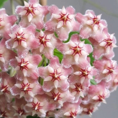 Hoya pubicalyx 'Pink Dragon' H350