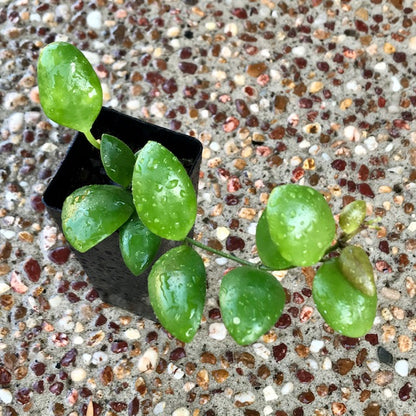 Hoya brevialata IML 1216 H223