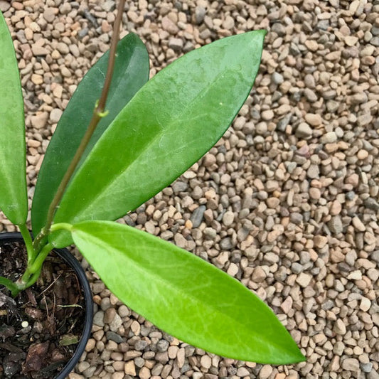 Hoya pubicalyx 'Pink Dragon' H350