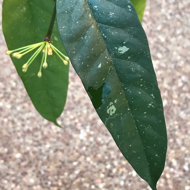 Hoya javanica Java IML 1814 H377