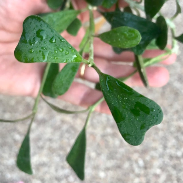Hoya manipurensis H351
