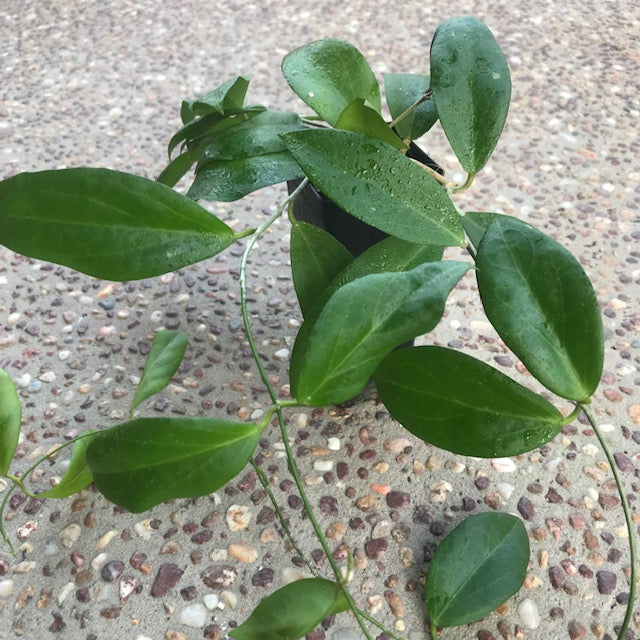 Hoya cutis-porcelana H389