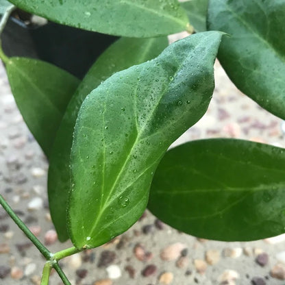 Hoya cutis-porcelana H389