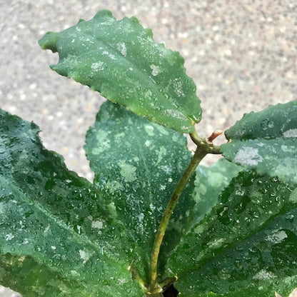 Hoya undulata H393