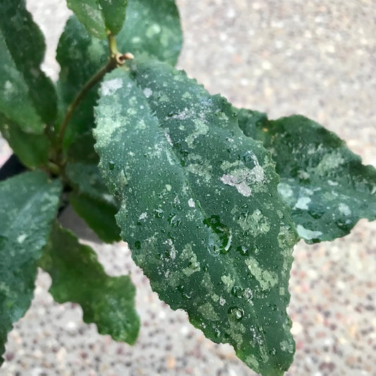 Hoya undulata H393