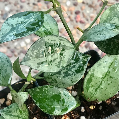 Hoya krohniana 'Eskimo' H370