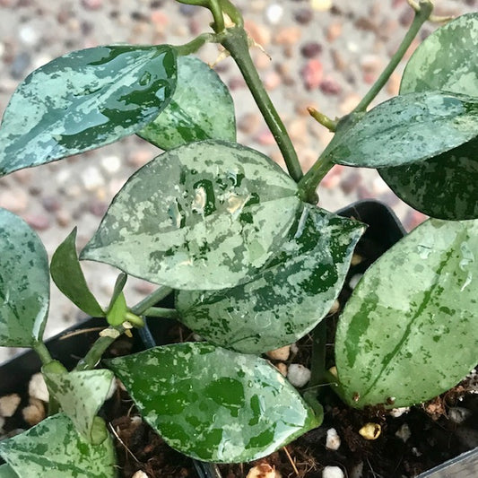 Hoya krohniana 'Eskimo' H370