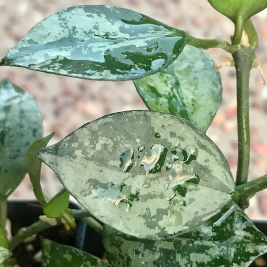 Hoya krohniana 'Eskimo' H370