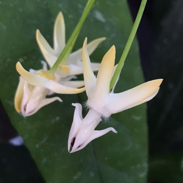 Hoya javanica Java IML 1814 H377