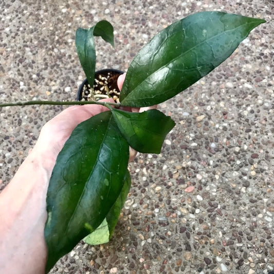 Hoya sp. Sabah IML 1864 H373