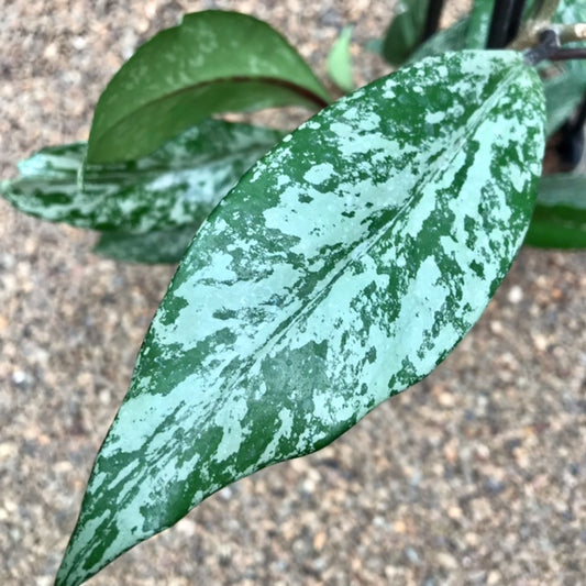 Hoya pubicalyx 'Chinese Black' H407