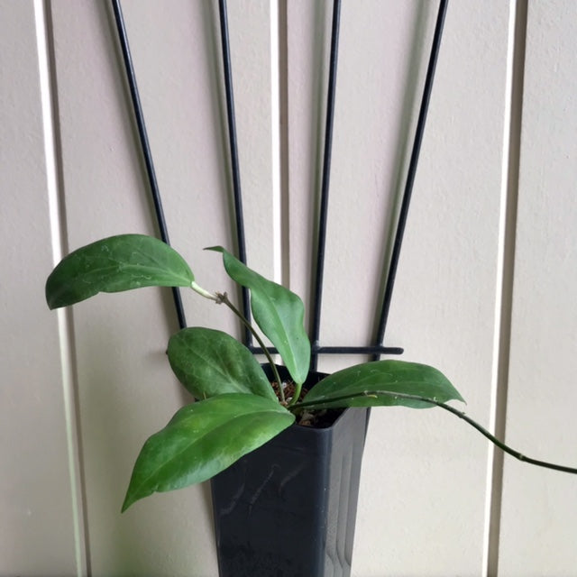 Hoya cutis-porcelana H389