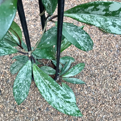 Hoya pubicalyx 'Chinese Black' H407