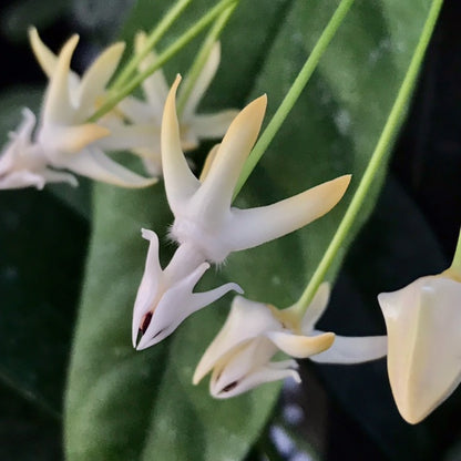 Hoya javanica Java IML 1814 H377